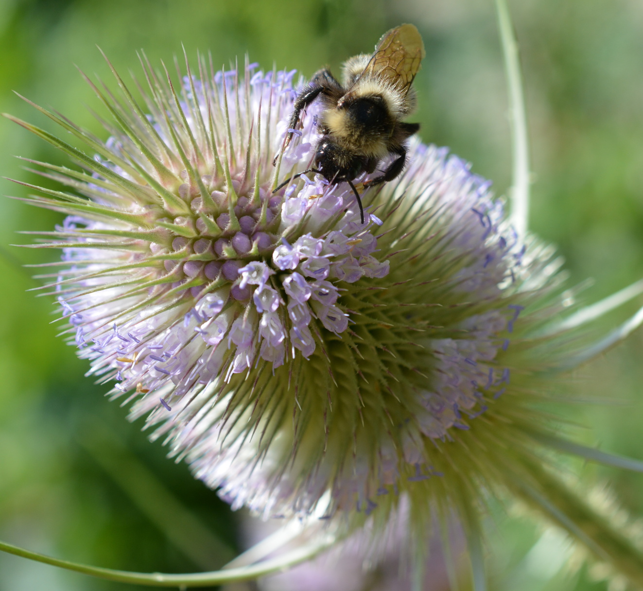 Distelblüte mit Insekt