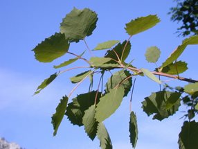 Populus tremula_kumpfmüller