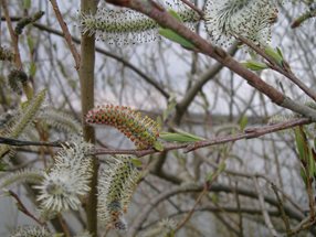 Salix purpurea_Lugmair