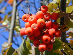 Sorbus aucuparia Früchte_kumpfmüller