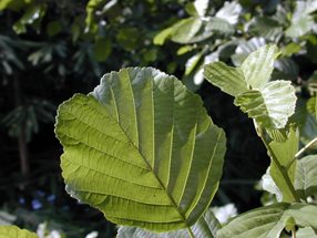 Alnus glutinosa_kumpfmüller