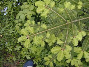 Abies alba_kumpfmüller