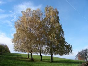 Betula pendula_kumpfmüller