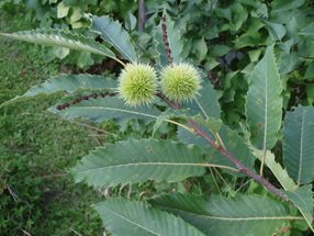 Castanea sativa_Strauch