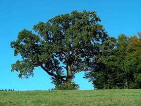 Quercus robur_kumpfmüller