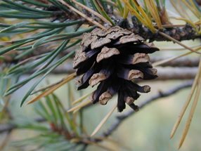 Pinus sylvestris Zapfen_kumpfmüller
