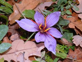 Crocus sativus_Luger