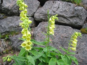 Digitalis grandiflora_Kumpfmüller Büro