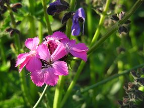 Dianthus carthusianorum_Kumpfmüller Büro