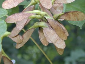 Acer pseudoplatanus_kumpfmüller